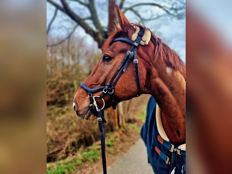 Oldenbourg Hongre 9 Ans 168 cm Alezan brûlé in Sarstedt