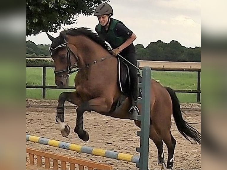 Oldenbourg Hongre 9 Ans 168 cm Bai brun in Düsseldorf