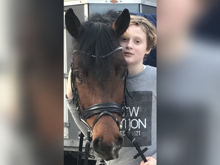 Oldenbourg Hongre 9 Ans 168 cm Bai brun in Düsseldorf