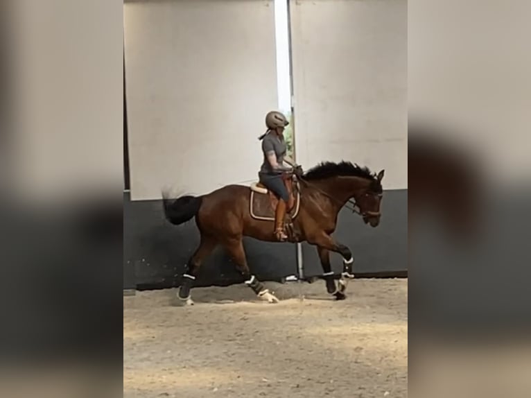 Oldenbourg Hongre 9 Ans 168 cm Bai brun in Düsseldorf