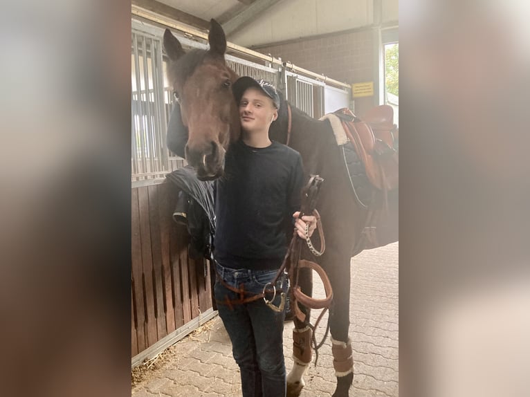 Oldenbourg Hongre 9 Ans 168 cm Bai brun in Düsseldorf