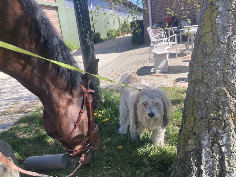 Oldenbourg Hongre 9 Ans 168 cm Bai brun in Düsseldorf