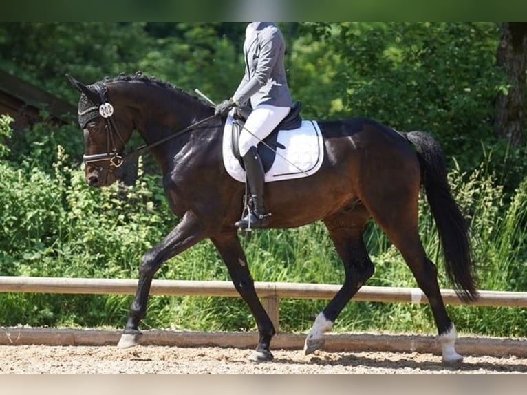 Oldenbourg Hongre 9 Ans 168 cm Bai brun in Denklingen