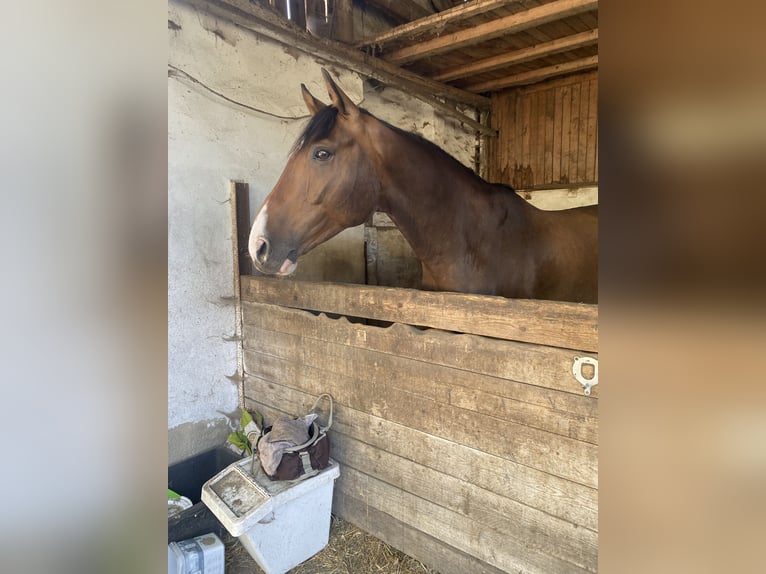 Oldenbourg Hongre 9 Ans 168 cm Bai brun in Wedemark