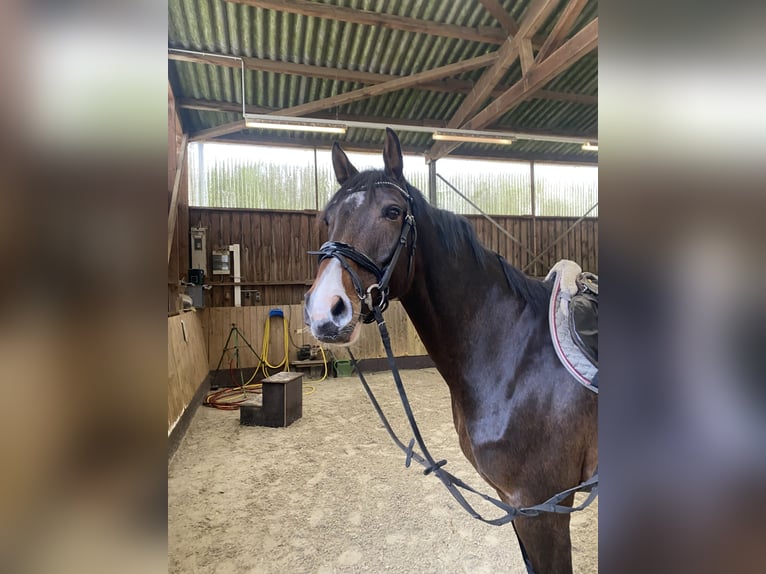 Oldenbourg Hongre 9 Ans 168 cm Bai brun in Wedemark