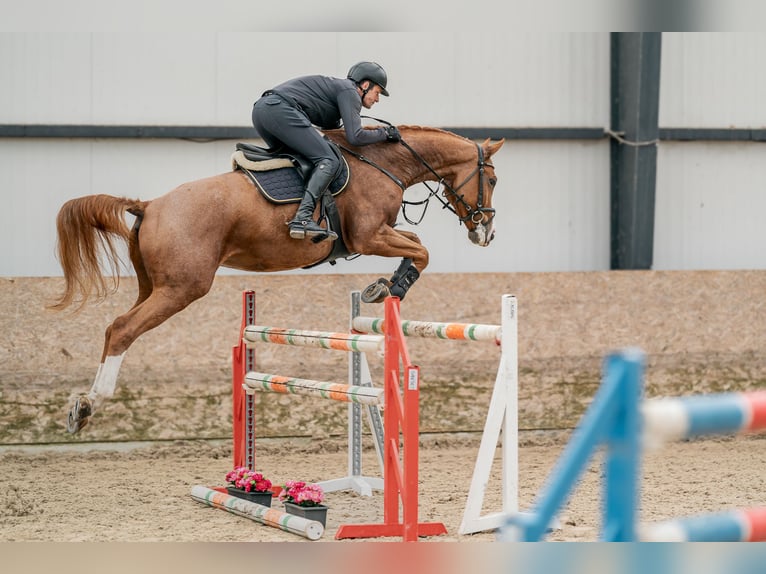 Oldenbourg Hongre 9 Ans 168 cm Bai cerise in Zduchovice