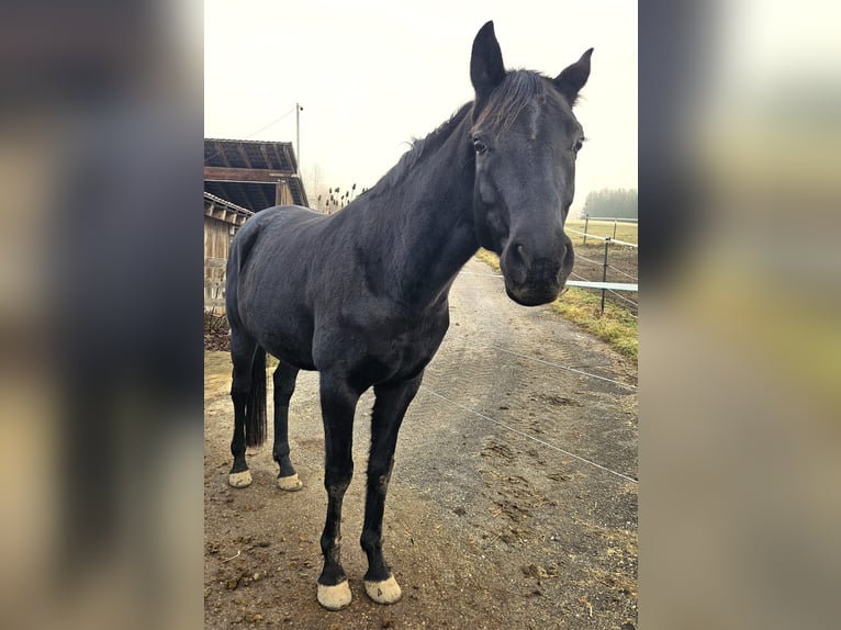 Oldenbourg Hongre 9 Ans 168 cm Noir in Hinterwinkl