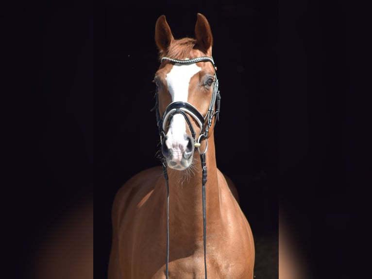 Oldenbourg Hongre 9 Ans 169 cm Alezan in Herbstein