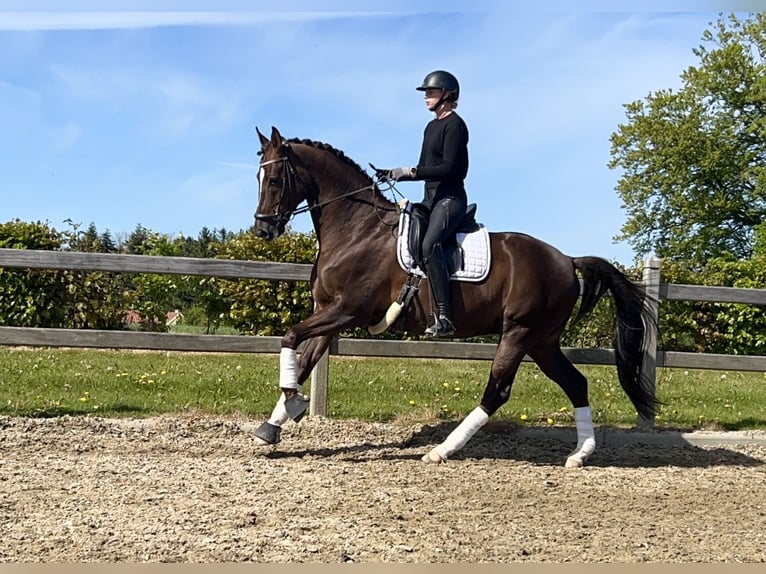 Oldenbourg Hongre 9 Ans 170 cm Alezan in Odense C