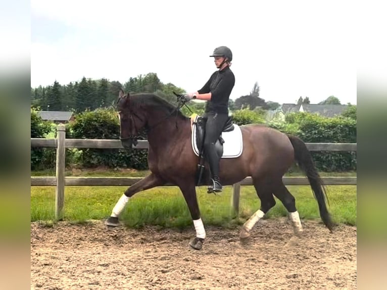 Oldenbourg Hongre 9 Ans 170 cm Alezan in Odense C