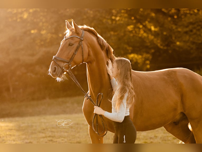 Oldenbourg Hongre 9 Ans 170 cm Alezan in Satrup Oldenbourg Hongre 9 Ans 170 cm Alezan in Satrup