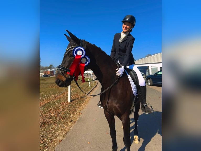 Oldenbourg Hongre 9 Ans 170 cm Bai brun foncé in Wedemark