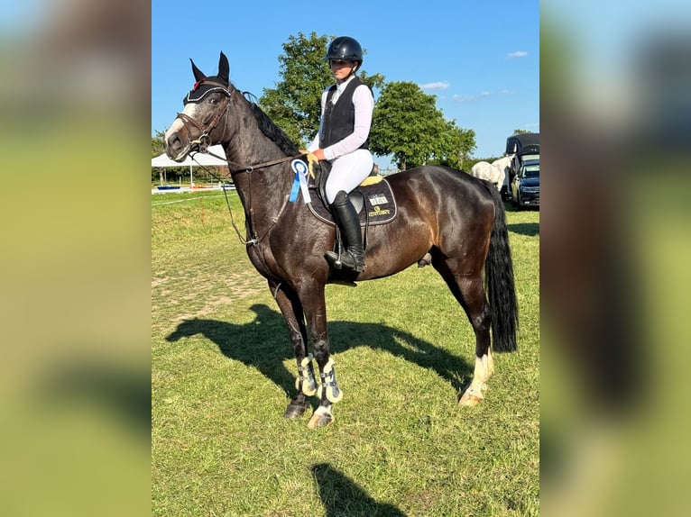 Oldenbourg Hongre 9 Ans 170 cm Bai brun foncé in Flörsheim