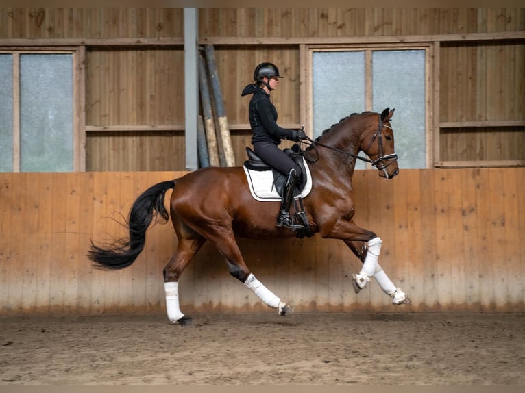 Oldenbourg Hongre 9 Ans 170 cm Bai in Fuhlendorf