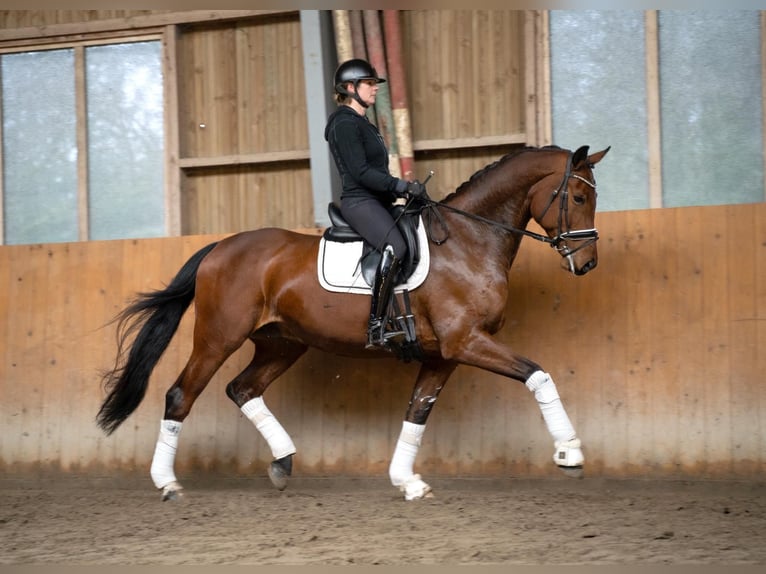 Oldenbourg Hongre 9 Ans 170 cm Bai in Fuhlendorf