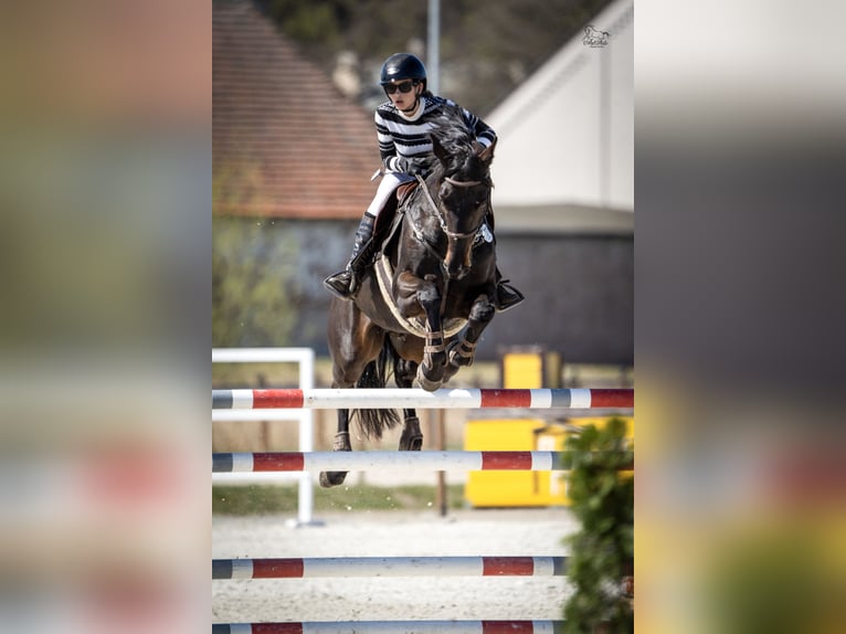 Oldenbourg Hongre 9 Ans 170 cm Noir in Murowana Goślina