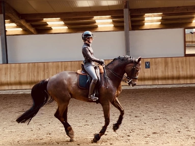 Oldenbourg Hongre 9 Ans 171 cm Alezan brûlé in Hoisdorf