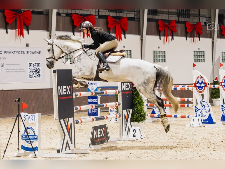 Oldenbourg Hongre 9 Ans 171 cm Gris in Kaczenice