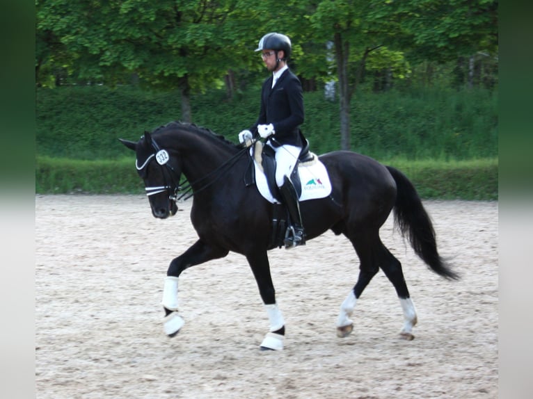 Oldenbourg Hongre 9 Ans 171 cm Noir in Königheim - Pülfringen