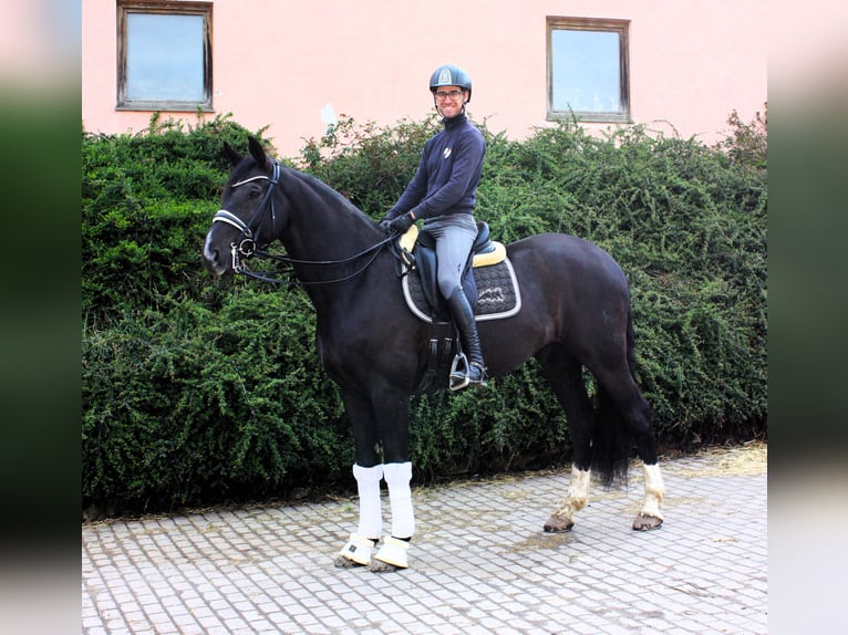 Oldenbourg Hongre 9 Ans 171 cm Noir in Königheim - Pülfringen