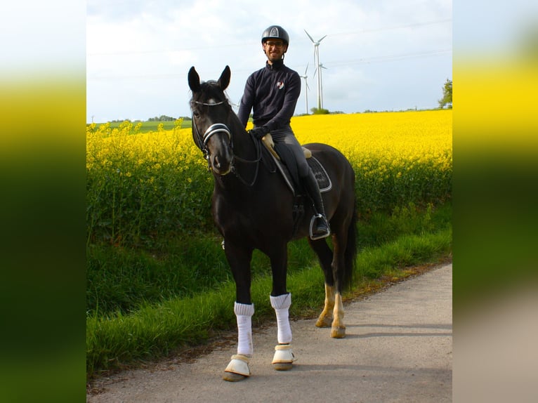 Oldenbourg Hongre 9 Ans 171 cm Noir in Königheim - Pülfringen