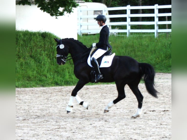 Oldenbourg Hongre 9 Ans 171 cm Noir in Königheim - Pülfringen