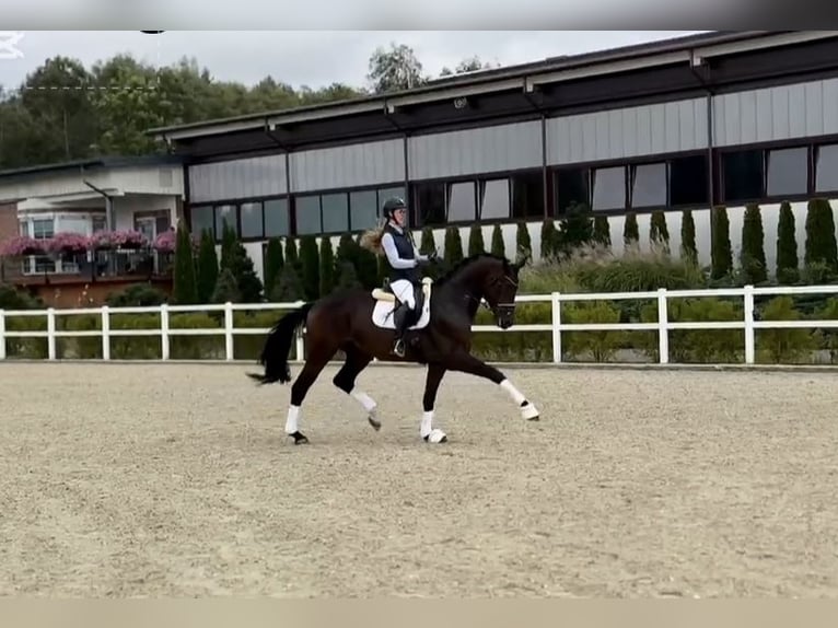 Oldenbourg Hongre 9 Ans 172 cm Bai brun in Kaunas