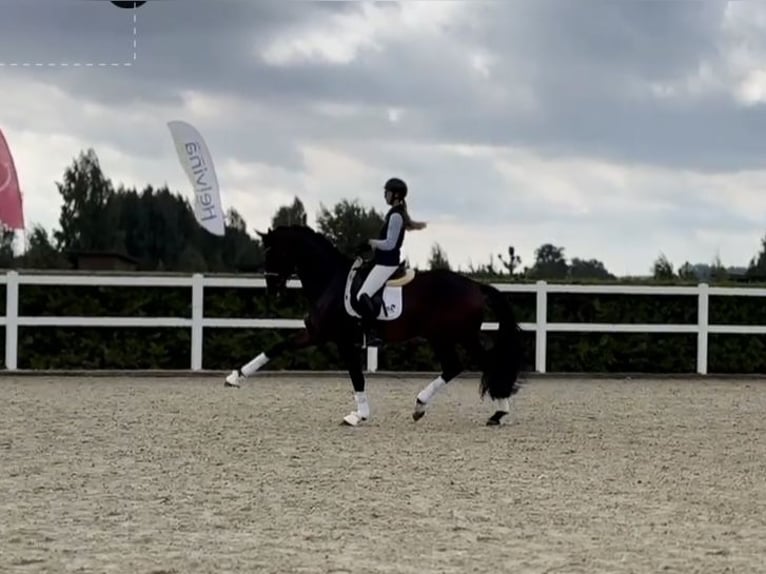 Oldenbourg Hongre 9 Ans 172 cm Bai brun in Kaunas