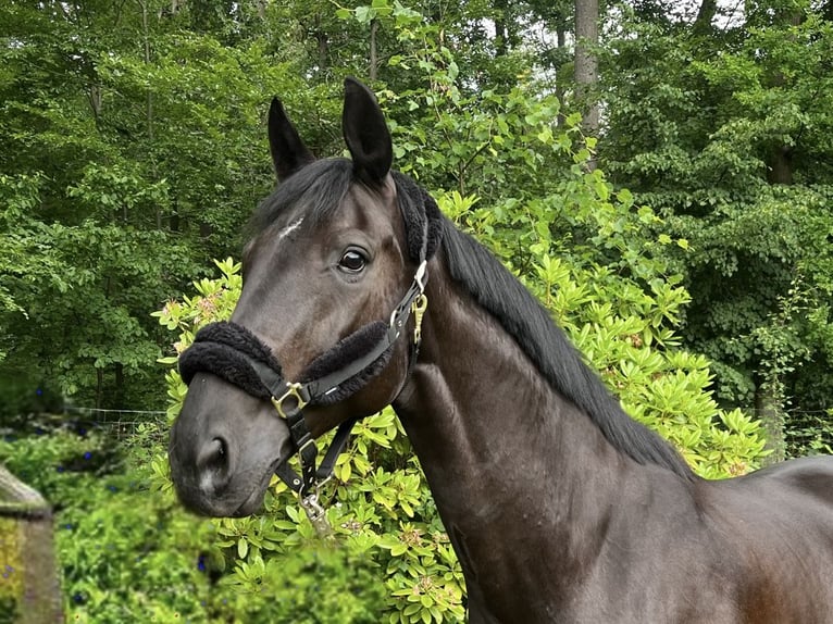Oldenbourg Hongre 9 Ans 172 cm Noir in Darmstadt