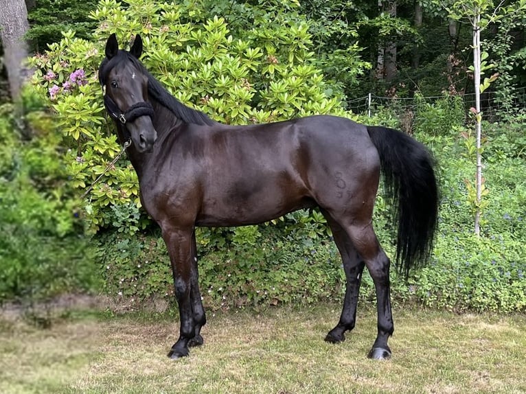Oldenbourg Hongre 9 Ans 172 cm Noir in Darmstadt