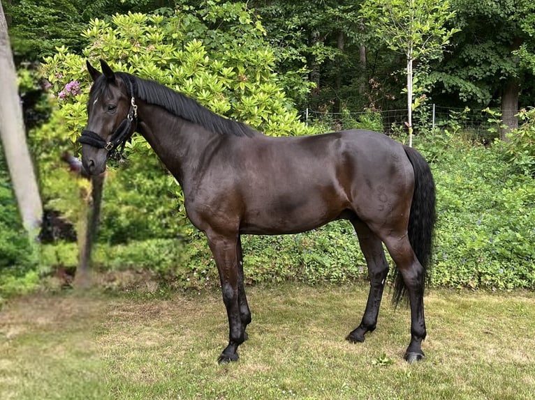 Oldenbourg Hongre 9 Ans 172 cm Noir in Darmstadt
