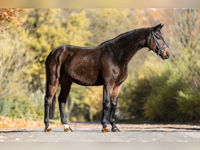 Oldenbourg Hongre 9 Ans 173 cm Bai brun in Windhagen