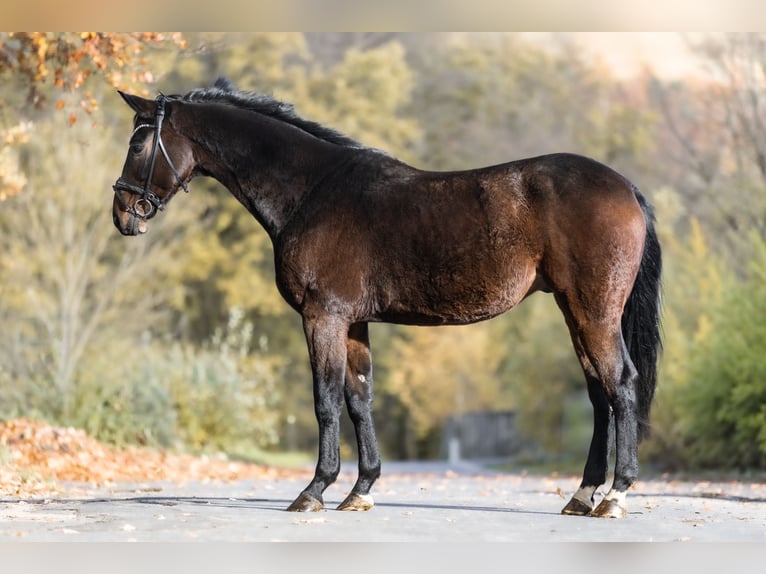Oldenbourg Hongre 9 Ans 173 cm Bai brun in Windhagen