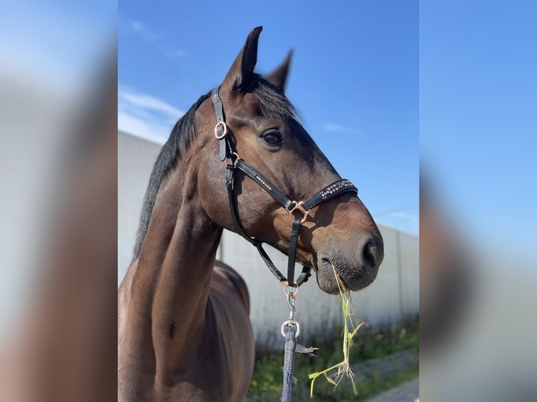 Oldenbourg Hongre 9 Ans 173 cm Bai brun in Ziemięcice