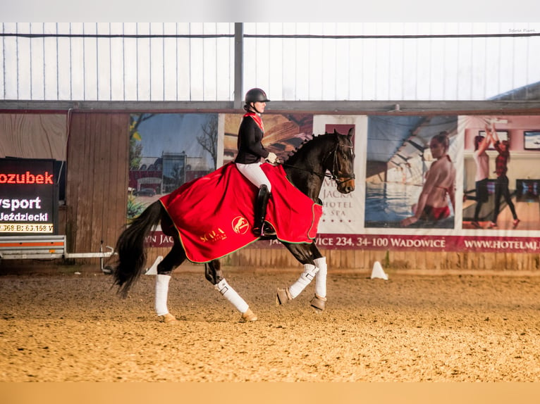 Oldenbourg Hongre 9 Ans 173 cm Bai brun in Ziemięcice