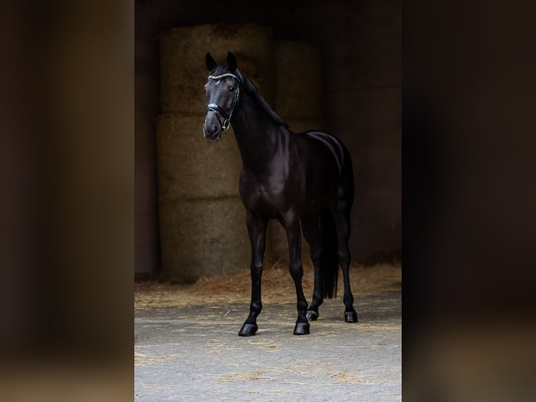 Oldenbourg Hongre 9 Ans 173 cm Noir in Heidesheim am Rhein