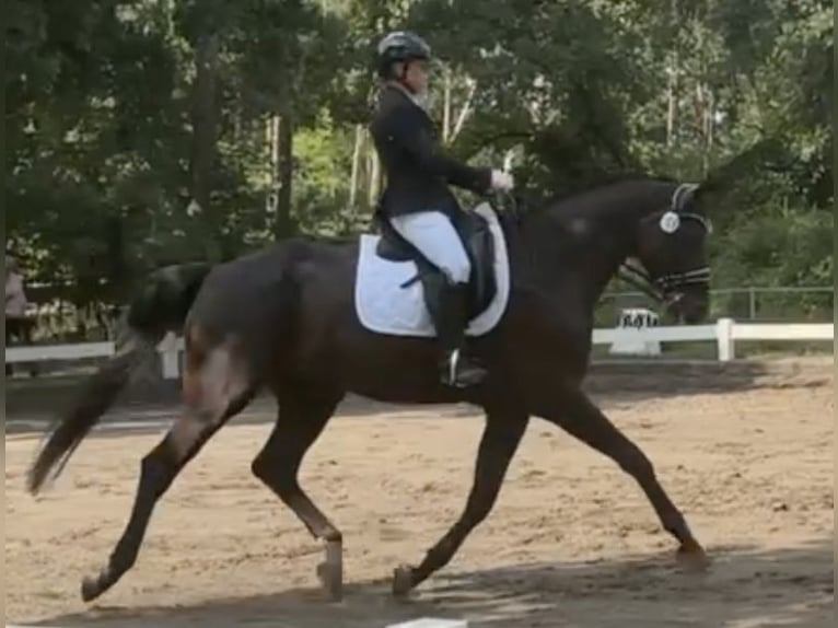 Oldenbourg Hongre 9 Ans 174 cm Noir in Berlin
