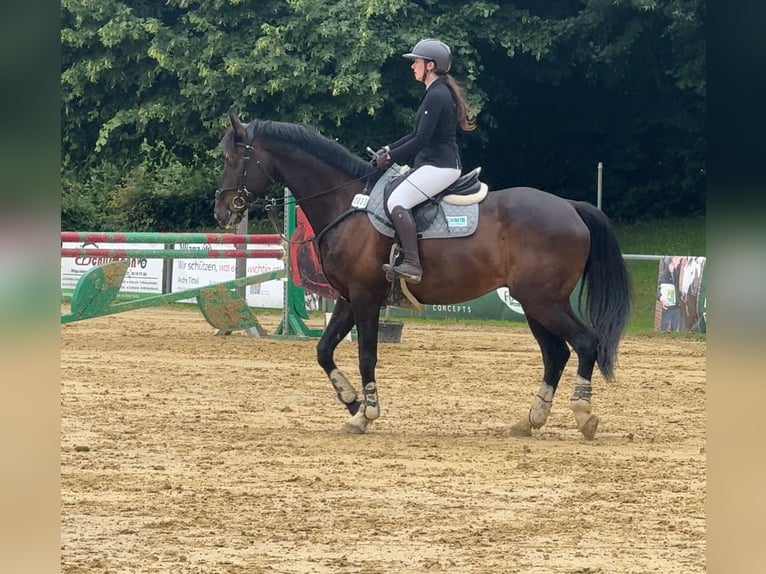 Oldenbourg Hongre 9 Ans 175 cm Noir in Oer-Erkenschwick