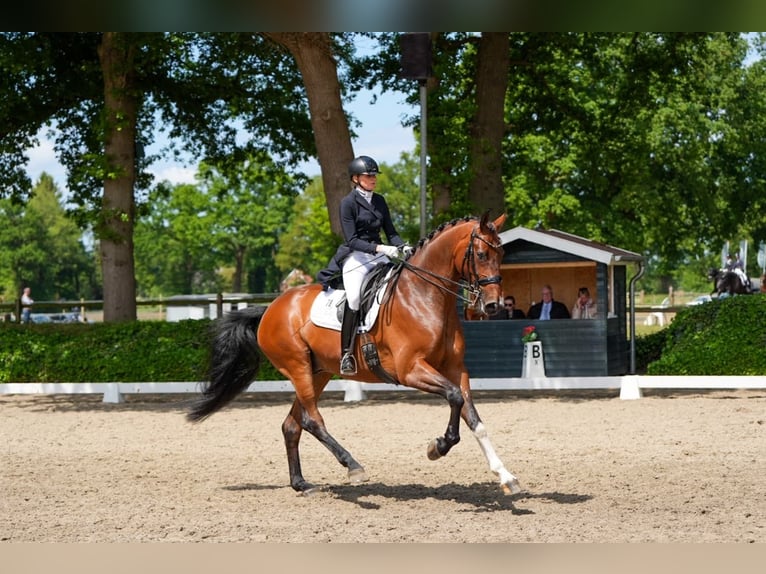 Oldenbourg Hongre 9 Ans 177 cm Bai in Haftenkamp