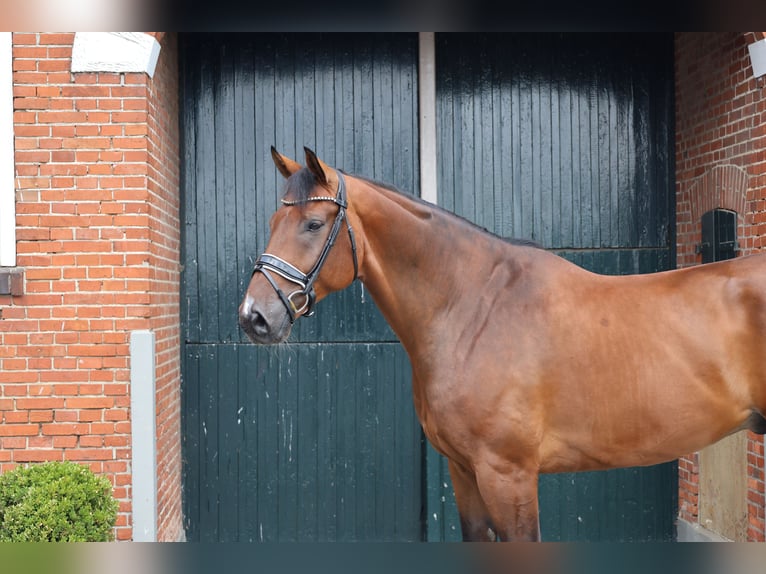 Oldenbourg Hongre 9 Ans 177 cm Bai in Haftenkamp