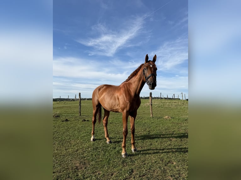 Oldenbourg Hongre 9 Ans 185 cm Alezan in Burgthann