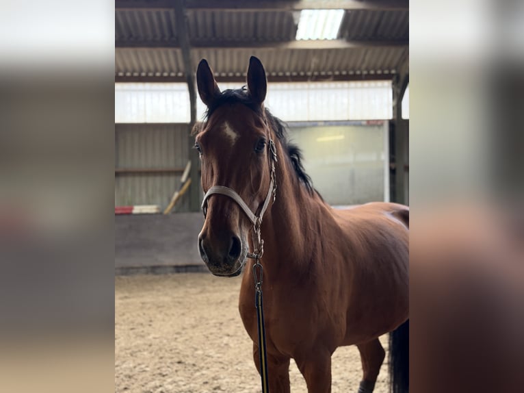 Oldenbourg Hongre 9 Ans 185 cm Bai in Rommerskirchen