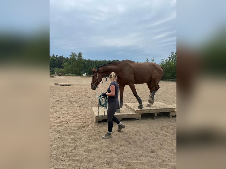 Oldenbourg Hongre 9 Ans 185 cm Bai in Rommerskirchen