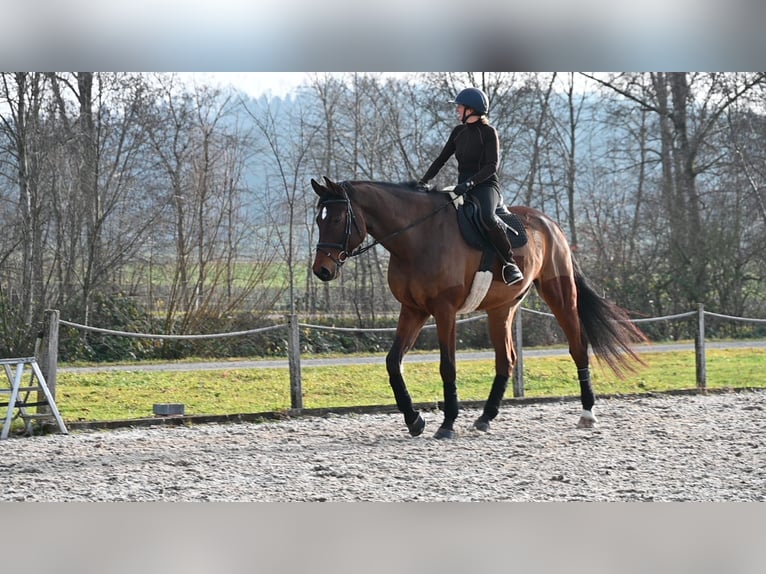 Oldenbourg Hongre 9 Ans 186 cm Bai in Gossau ZH