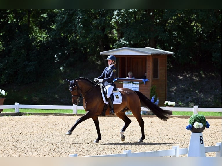 Oldenbourg Hongre 9 Ans Bai in Jesteburg