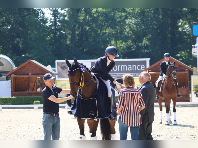 Oldenbourg Hongre 9 Ans Bai in Jesteburg