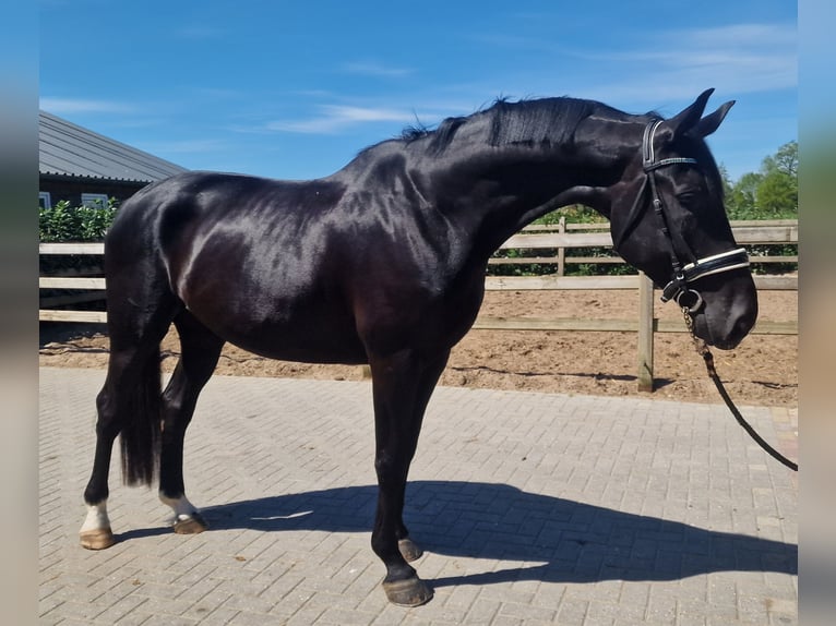 Oldenbourg Hongre 9 Ans in Den Ham