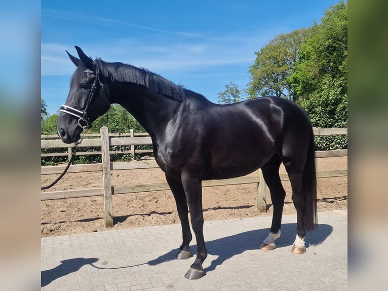 Oldenbourg Hongre 9 Ans in Den Ham
