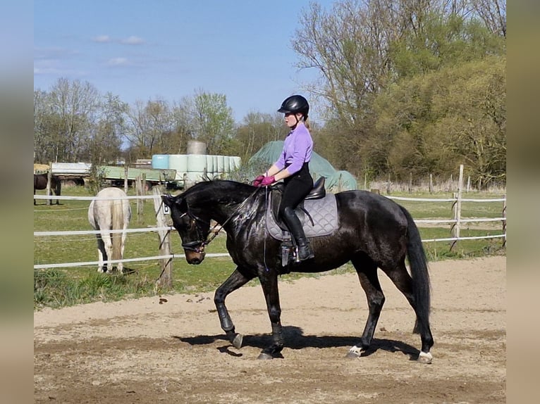 Oldenbourg Jument 10 Ans 161 cm Bai brun in Vechelde