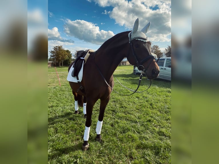 Oldenbourg Jument 10 Ans 161 cm Bai in Rastatt